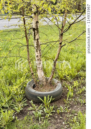 A sapling has been planted within an old tire, repurposed as a garden planter in a grassy field. Close-up A sapling has been planted within an old tire, repurposed as a garden planter in a grassy field. Close-up 114933967