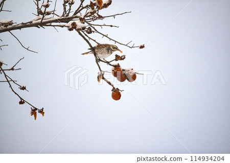 芥末之星 114934204