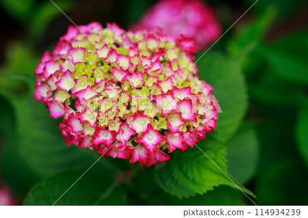 Hydrangeas in Kochi 114934239