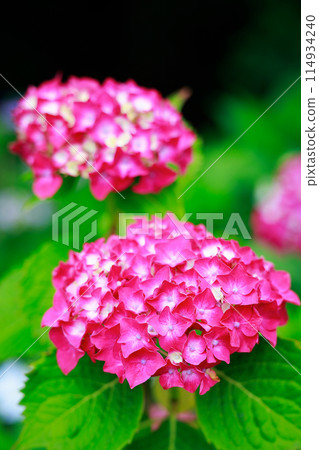 Hydrangeas in Kochi 114934240
