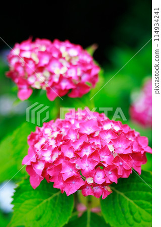 Hydrangeas in Kochi 114934241