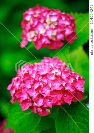Hydrangeas in Kochi 114934242