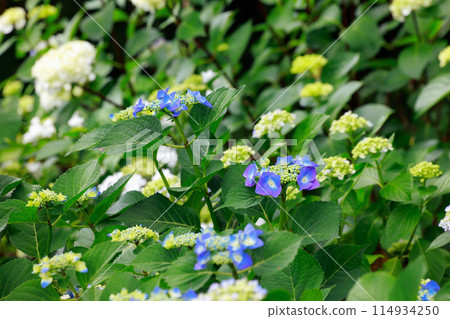 高知的繡球花 114934250