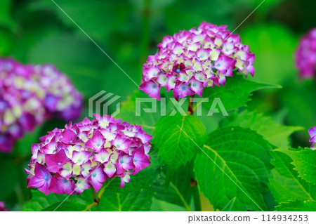Hydrangeas in Kochi 114934253