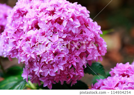 Hydrangeas in Kochi 114934254