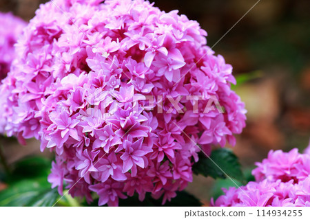 Hydrangeas in Kochi Hydrangeas in Kochi 114934255