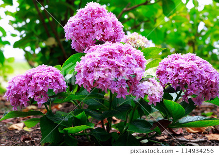 Hydrangeas in Kochi 114934256
