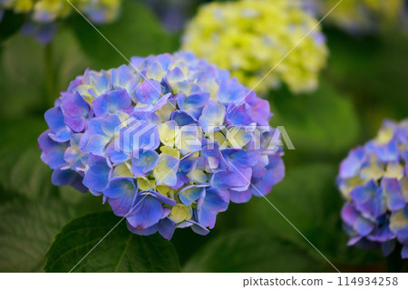 Hydrangeas in Kochi Hydrangeas in Kochi 114934258