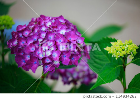 Hydrangeas in Kochi Hydrangeas in Kochi 114934262