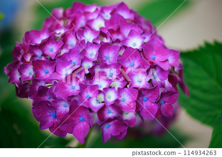 Hydrangeas in Kochi 114934263