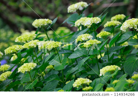 高知的繡球花 114934266