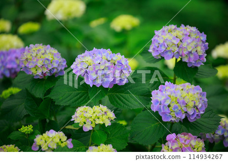 高知的繡球花 114934267