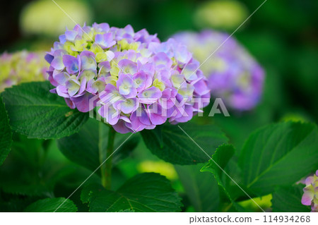 高知的繡球花 114934268