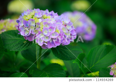 高知的繡球花 高知的繡球花 114934269