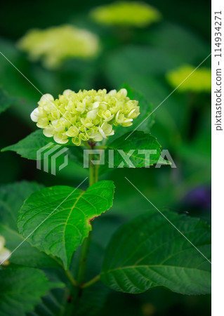 Hydrangeas in Kochi 114934271