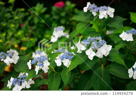 高知的繡球花 高知的繡球花 114934279