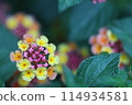 有馬纓丹花的風景 114934581