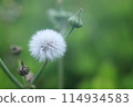 棉絨毛 114934583