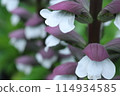 老鼠花 114934585