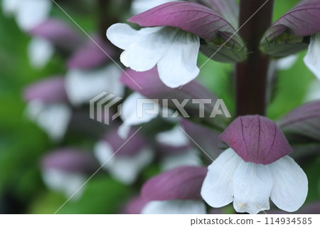 老鼠花 114934585