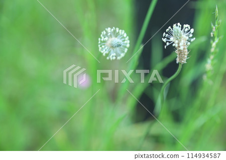 海拉章魚花 114934587