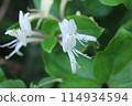 白色金銀花花 114934594
