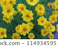 蓬勃發展的金色雛菊 114934595