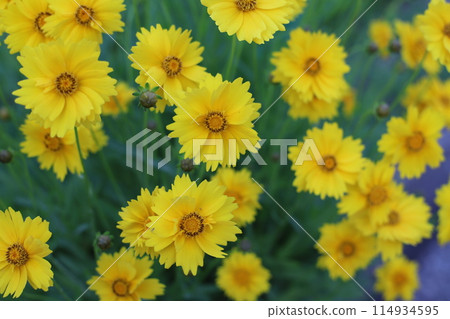蓬勃發展的金色雛菊 114934595