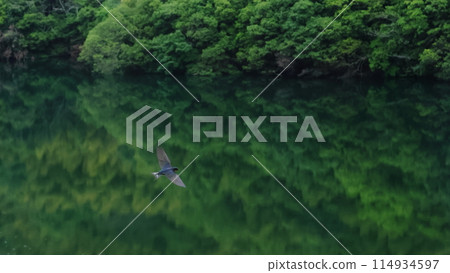 美麗的綠色水面風景與燕子飛翔 美麗的綠色水面風景與燕子飛翔 114934597