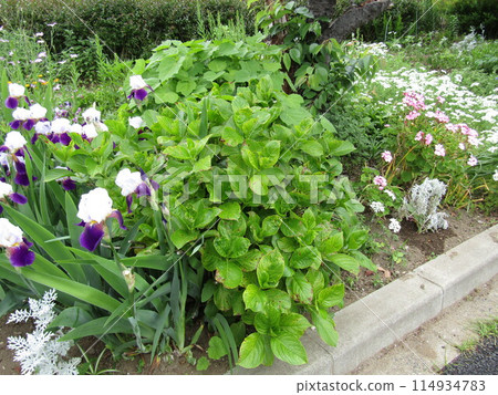 五月花:德國鳶尾花、大花、繡球花 五月花:德國鳶尾花、大花、繡球花 114934783