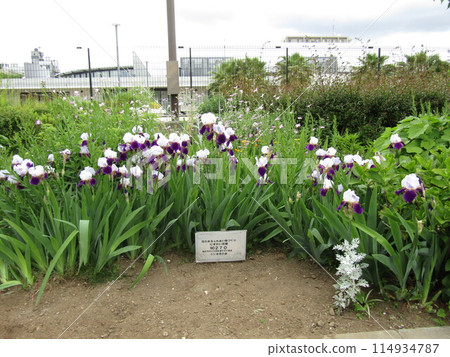 五月花德國鳶尾大花 114934787
