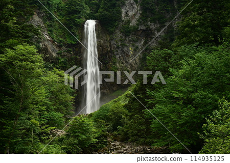 夏天的平ray大t 114935125