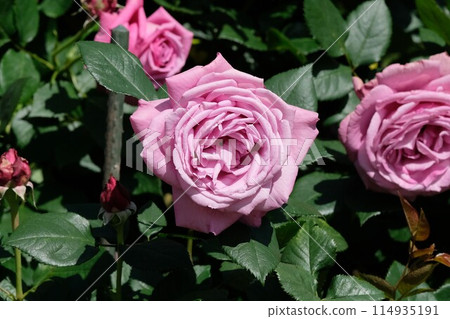 盛開的玫瑰“藍色香水” 盛開的玫瑰“藍色香水” 114935191