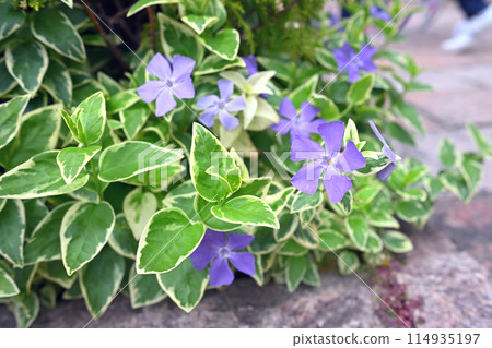 地上盛開的長春花 114935197