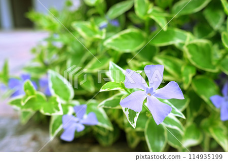 A fond memory of periwinkle A fond memory of periwinkle 114935199