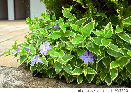 Suddenly, I found a periwinkle at my feet. 114935200