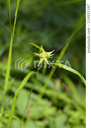 Grays sedge 114935347