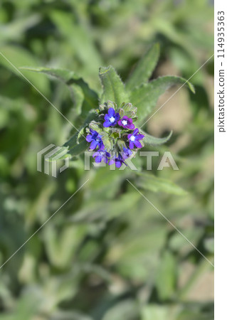 Common bugloss Common bugloss 114935363