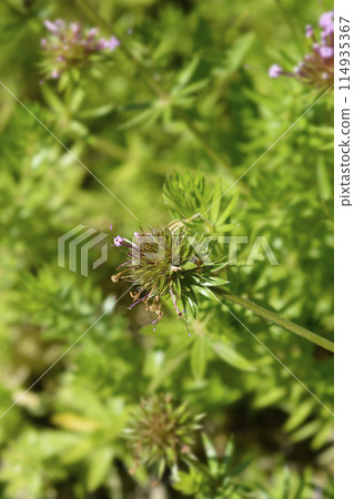 Caucasian crosswort 114935367