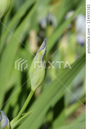 Miniature Tall Bearded Iris Quagga 114935381