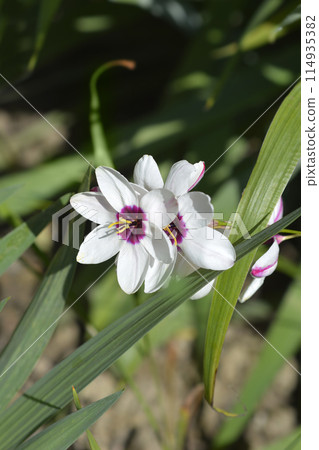 Corn Lily 114935382