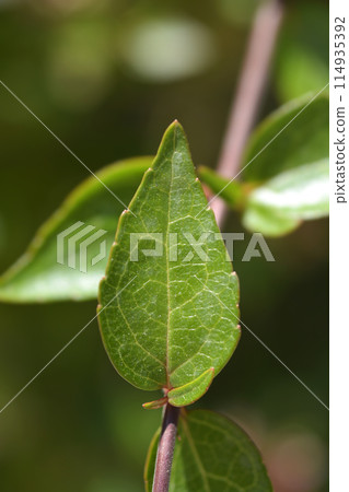 Glossy abelia 114935392