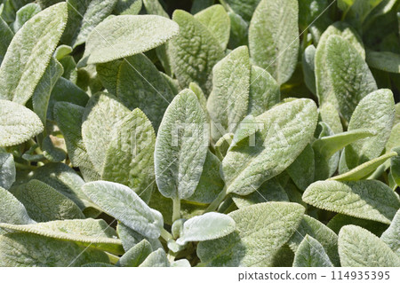 Lambs ears Silver Carpet 114935395