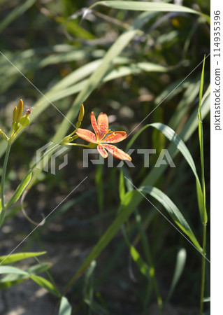 Blackberry lily 114935396