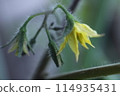 番茄花 114935431