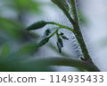 番茄芽 114935433