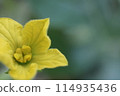 黃西瓜花 114935436
