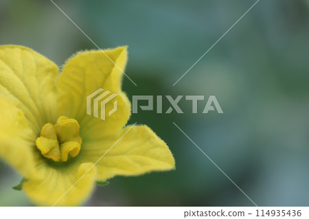 Yellow watermelon flower 114935436