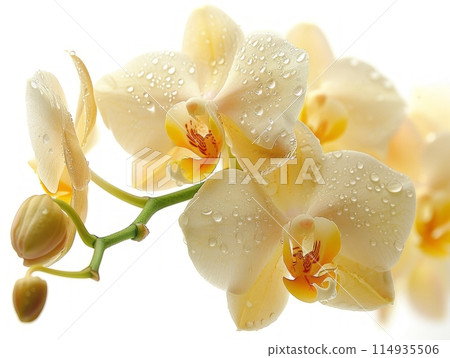 orchid flowers on a white background 114935506