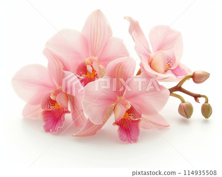 orchid flowers on a white background 114935508